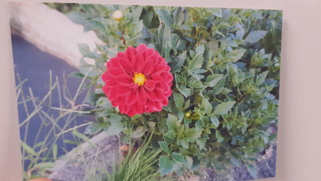 至急!!!!!!!!!! この花の名前がわかる方いませんか！！ 道端に咲いてた花で調べてもダリアしか出てきません。ダリアとは少し見た目が違う気がするのですが…。どなたか分かりませんか？