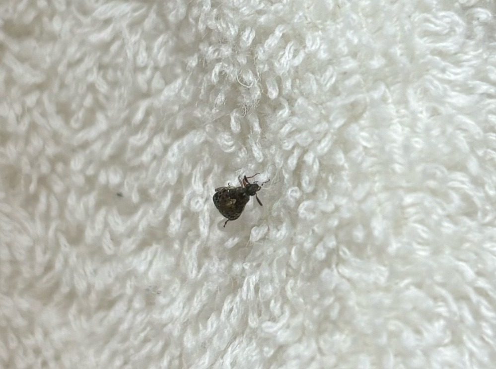 今日干していた洗濯物にこんな虫がついていたのですがこれは一体なんの虫ですか？ 流行りのトコジラミかと怖いです。
