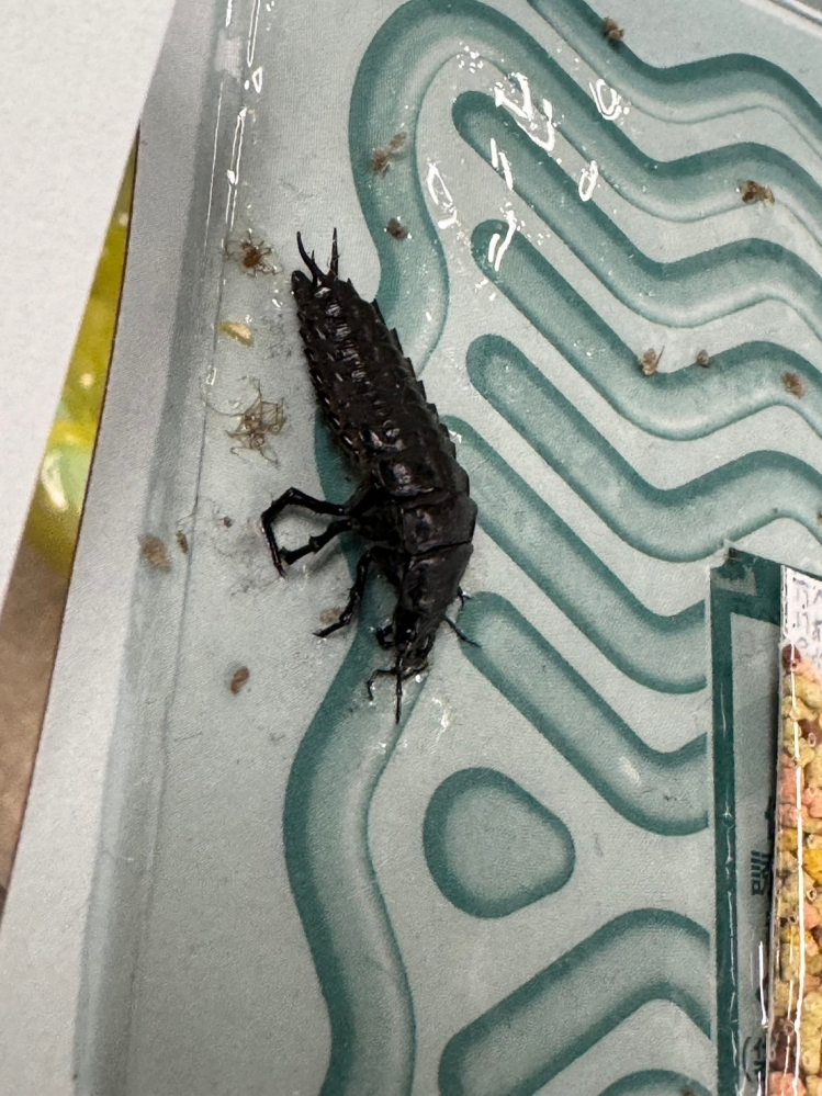 この虫の名前分かりますか？ よろしくお願いします