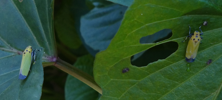 サツマイモの葉の上に画像の虫が居たのですが、なんという名前の虫でしょうか？