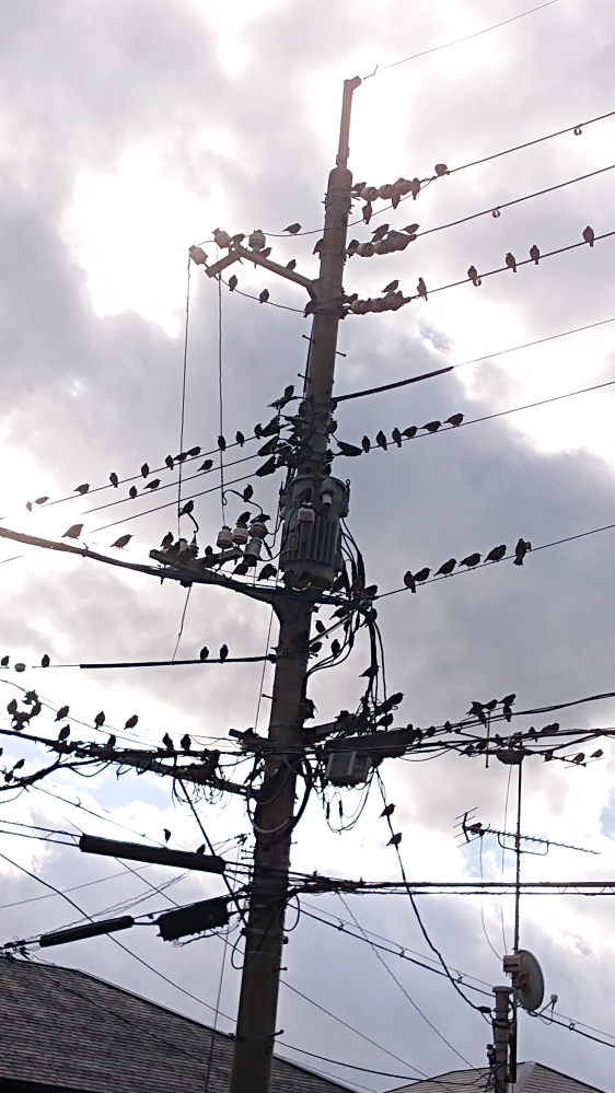 最近自宅近くの電柱に鳥の大群がやってきます。ムクドリ？ヒヨドリ？ 今年は大量発生ですか？