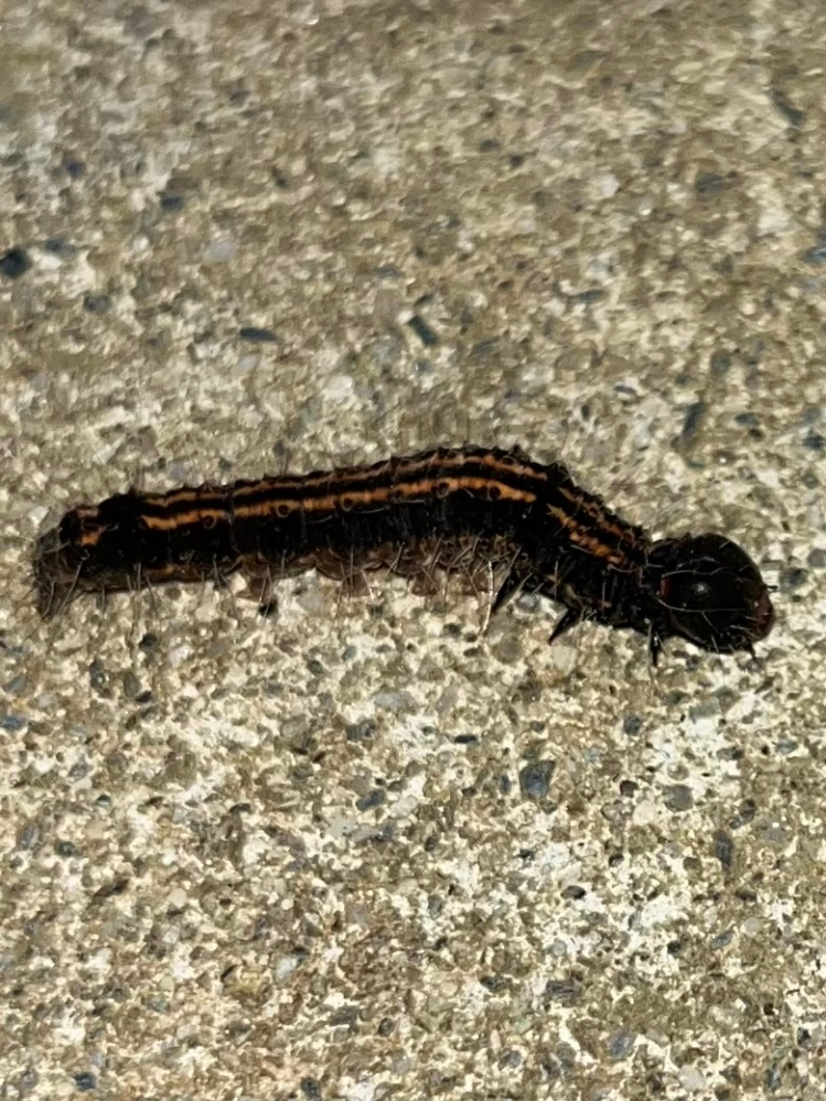 この虫は何の幼虫ですか？ アパートの階段やベランダにいて気持ち悪いです。