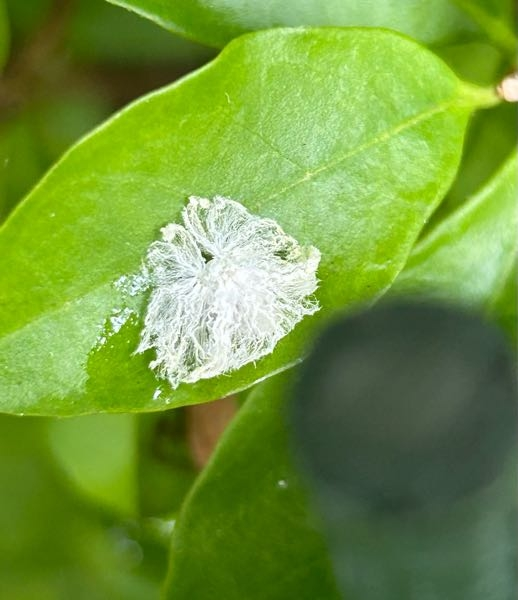 虫なのですが何かわかりますか？