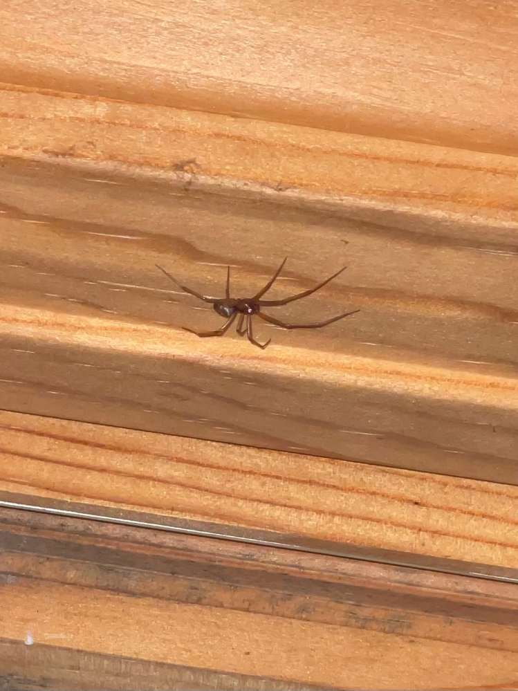 家の中に出たのですがこの蜘蛛の種類を教えてください。