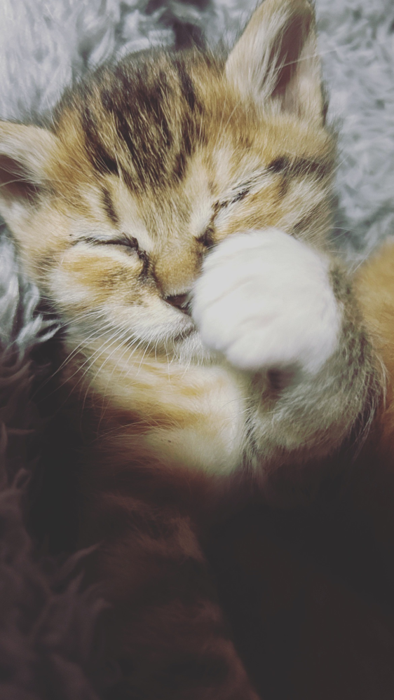 この猫の色は何ですか？ ミケトラでいいのかな？