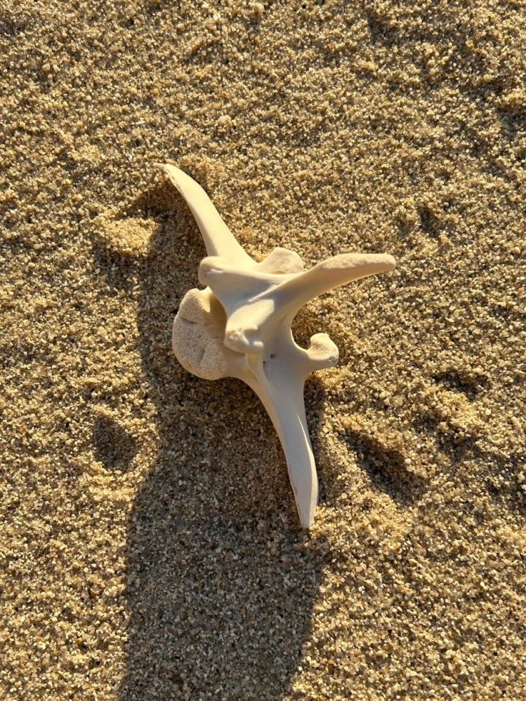 海岸で骨を見つけました。 15〜20センチくらいです。 背骨のように見えるのですが、詳しい方がいらっしゃいましたら教えていただきたいです！