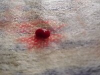 チワワのちんちんからの出血8歳 オス チワワ 去勢していません赤いサ Yahoo 知恵袋