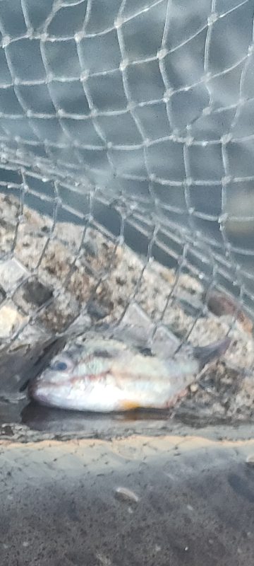 釣った魚がこの魚を吐き出したのですが、この魚はなんと言う魚でしょうか？ 体の側面に赤い線が入っています。 調べてみたのですが、分からず質問させていただきました。 よろしくお願いいたします。