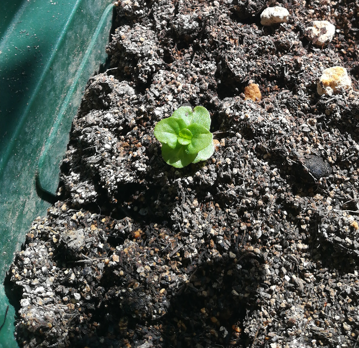 夏野菜を育てた土にカルスNC-Rを混ぜて放置しておいたらなにか芽が出てきました。 これはなんの芽ですか？