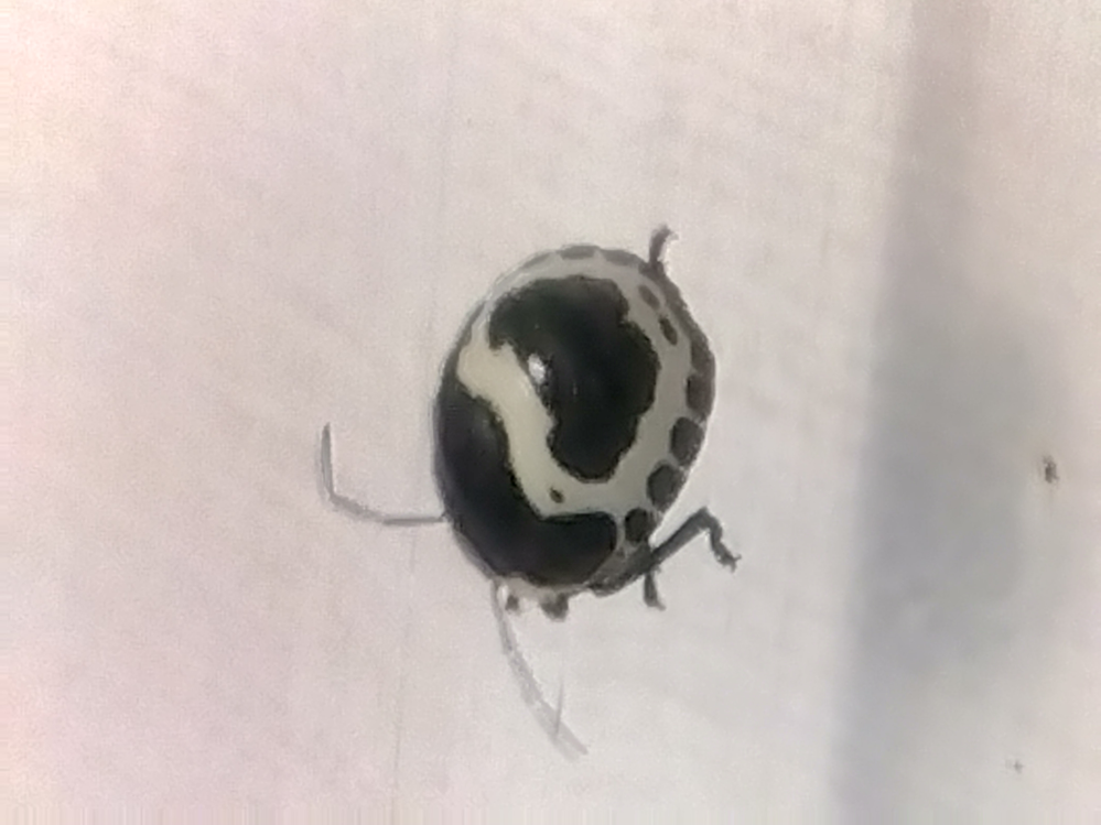 この虫なんですか？ 東京の道端にいました
