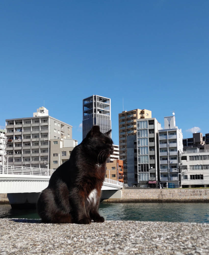 家に猫がいないからそう思うだけなのかも知れませんが、黒猫ってミステリアスというか独特な雰囲気ありません？