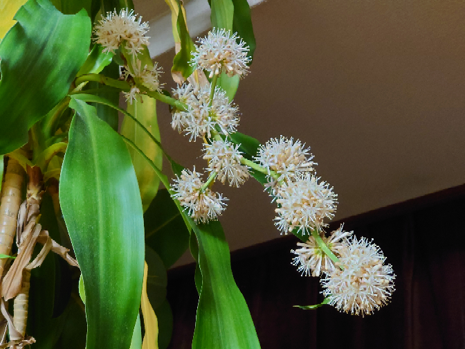 ドラセナの花が咲くと幸運に恵まれると聞きますが、花咲いた時に何か良い事あったなど経験談があれば教えてください。