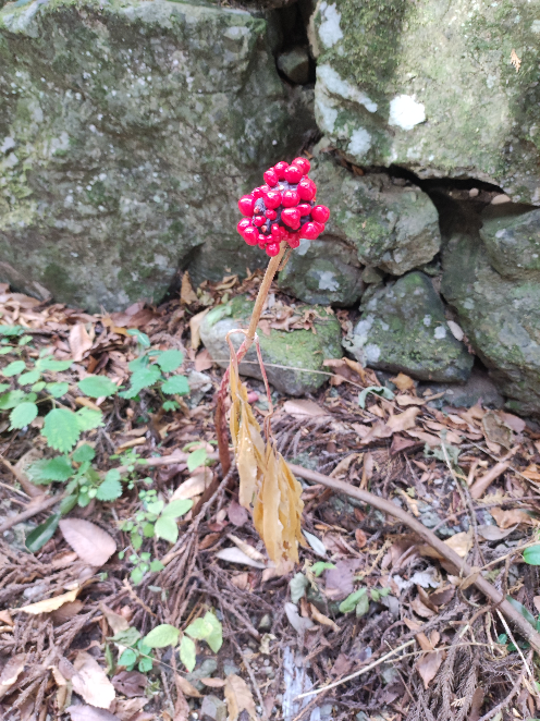この植物は何という種類ですか？