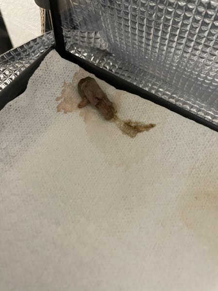 以前と同じコーンスネークのベビーのフンについてです。※フン画像あり 以前拒食気味だったのは脱皮前だったからで、脱皮が終わったら餌を食べてくれるようになったんですが、今回餌を与えるときに1匹食べてもまだ食べたそうにしていたので、ピンクマウスSを2匹与えたんですが、こんな感じのうんちをしてしまいました。 原因としては2匹与えたからで、消化不良起こしちゃったのかなと考えてるんですが、もし病気とかだったらどうしようと心配してるので、詳しい方教えて欲しいです。 よろしくお願いします。