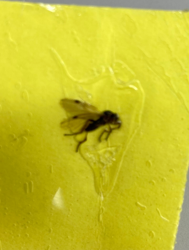 風呂場に虫が飛んでいたので、100均の黄色シートを設置したところ、こんな虫が捕まりました。種類をご教示頂きたいです。 排水溝からの発生でしょうか？ 宜しくお願い致します。