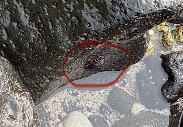 海の岩場に張り付く生物？ これは、なんでしょうか？