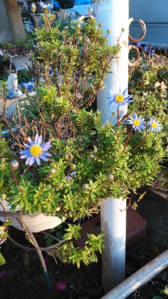 このお花の名前を教えて下さい。 ご近所のお宅のテラスで、今日見た青い花です。 30cmくらいのプラポットに植えられていました。 花の大きさは2cmは無いと思います。 草姿は、ラベンダーみたいな（？）株立です。 よろしくお願いします。