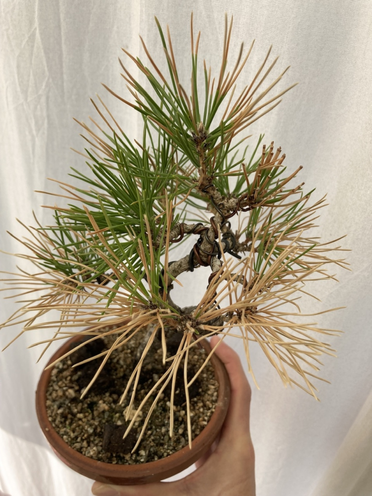 黒松盆栽ですが、12月に入り葉先が白→茶色に変化してきました