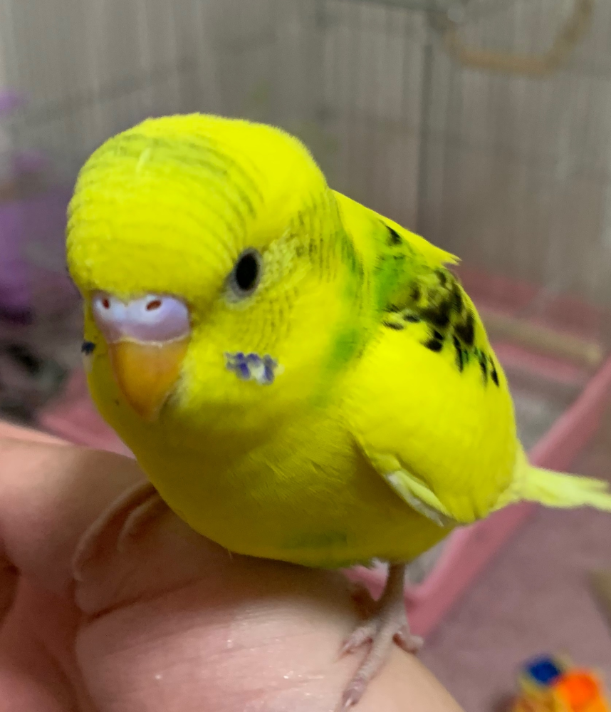セキセイインコ2ヶ月の雛がおりますが、男の子または女の子どちらになりますでしょうか？ 意見がバラバラのためぜひ教えてください 何枚かお写真貼らせていただきます