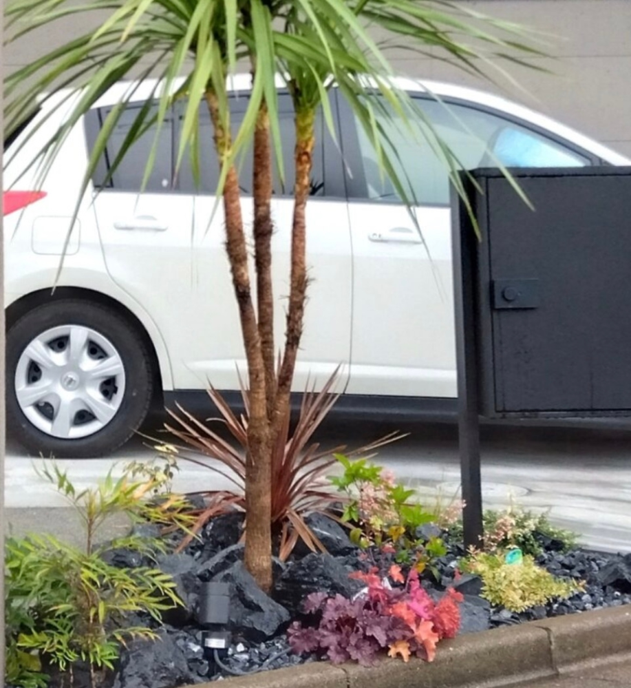 植物について質問です。 この写真内にあるニオイシュロラン右下にある 紫色とオレンジ色の植物と左下の葉が長めな植物の名前がわかる方がいらっしゃったら教えて下さい。 宜しくお願いします。