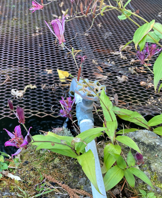 これは何という花でしょうか。
