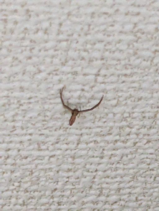 このクモは何という名前のクモでしょうか？ やたら前足が長く活発に動いています