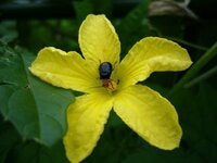 この虫はなんですか ゴーヤの花にとまっています 蜜を吸っ Yahoo 知恵袋