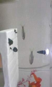 またまた 用水路で小さい魚をすくってきました 判りにくい写真で Yahoo 知恵袋
