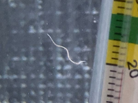 この水槽内に発生した線虫は何という名前でしょうか？ミズミミズとは違い、サ... - Yahoo!知恵袋