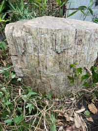 この石は木化石ですか？
かなり大きくて100キロくらいはあります。
詳しい方回答お待ちしております。
宜しくお願いします。 