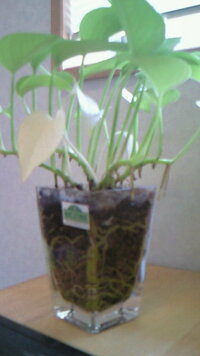 ポトス って観葉植物で なんか新しい根っこが下へ伸びてきてるんですが Yahoo 知恵袋