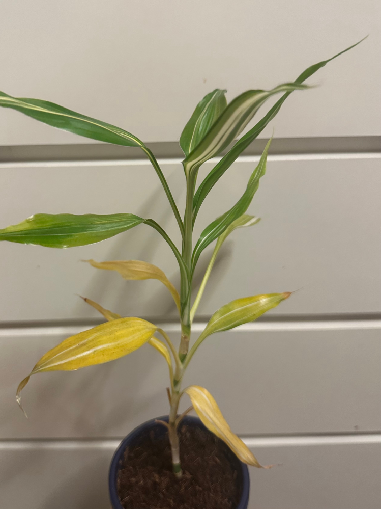 観葉植物 ドラセナ あと数日以内の出品です！