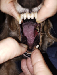 犬の口腔内の腫瘍、できものについて質問です。

愛犬の舌の下側(内側)、左側の側面下に赤く腫れたものができていました。 いつもタオルガーゼで歯磨きをしますが、昨日も歯磨きをしていた際に突然口の中にすごい血の塊と血の量がたまっていました。

すぐに病院に行ったところ、とりあえず病理検査をする必要があるということで、生検トレパンを使って取り除くための処置日を数日後に予約しました。（当日朝...