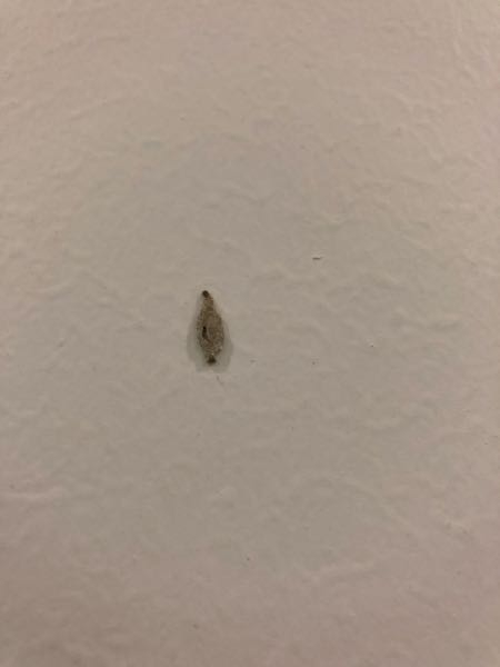 インドの虫について詳しい人を探しています。インドのムンバイのとあるホテルの部屋にこの画像のような虫が壁に這っていました。 シャクトリムシのような動きでしたが、下半身にある部分がなんなのかはよくわかりません。興味本位ですがこの虫について知ってる方教えてください！