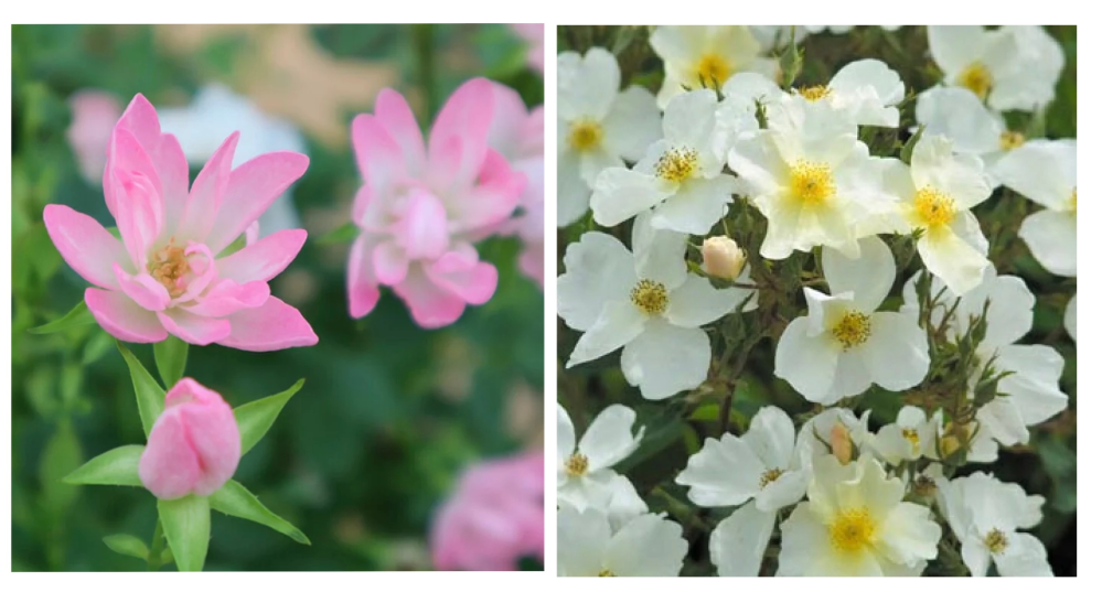 四季咲きや、二期咲きのバラでトゲなしの品種を教えてください。 以前、写真・以下URLのトゲなしのバラを購入しました。 今のところ本当にトゲは全く生えてこず、冬以外ほとんと咲いてます。 https://item.rakuten.co.jp/roseshop/322-1300020107-003/?s-id=ph_sp_itemname https://item.rakuten.co.jp/ogafarm/10000818/?s-id=ph_sp_itemname このような四季咲きトゲなしのバラがほしいのですが、 この2種類以外に品種や売っているところをご存知でしたら教えてください。