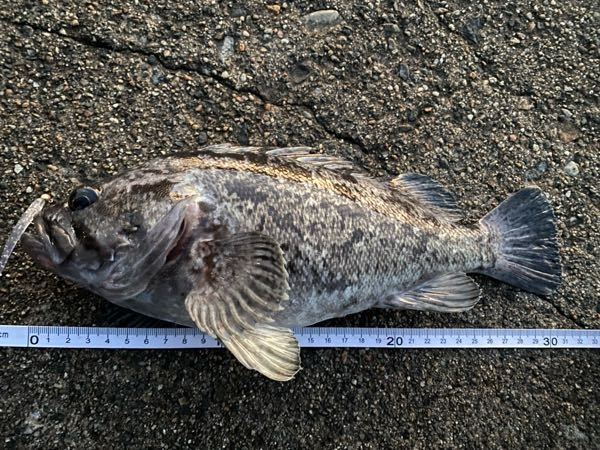 この魚の名前を教えてください