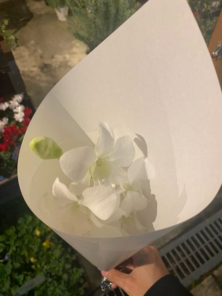 このお花の名前、ご存知の方は教えてください。