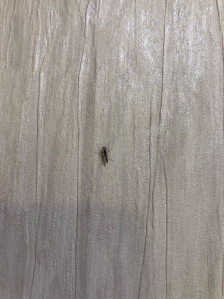 少し暖かくなったせいか、部屋の壁に蚊のような虫が複数いました。 なんの虫かわかりますか？