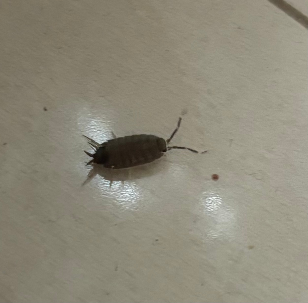 この虫なんですか? 室内、体長1センチ程です。