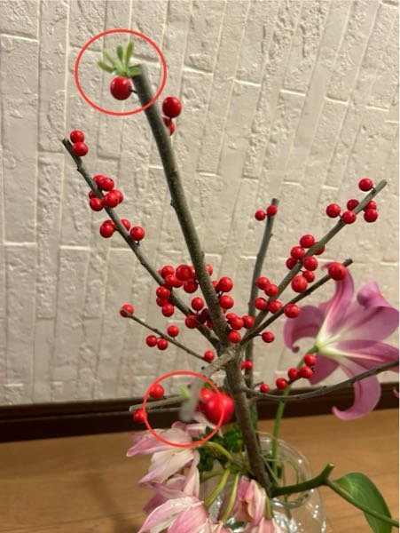 「ウメモドキ」に関しての質問です。 昨年１２月中旬頃、花屋で買って来た「ウメモドキ」が、現在も実を付けて頑張ってくれています。 新芽も3個ほど出てきています。 このまま捨ててしまうのは、、と思い、ネットで調べたところ、５月か６月くらいの時期に、押木が出来るとの事でしたが、この様な状態のものだと、新芽が育ってから、どの様にすれば上手く増やす事が出来るでしょうか？ それとも、この状態のものなら、新芽が成長しても押木は無理でしょうか？ ネットで見た、小さい盆栽風にしたいと思っています。 写真を添付致します。（赤丸部分が新芽です） 詳しい方、ご見解とアドバイスを頂けたら幸いです。
