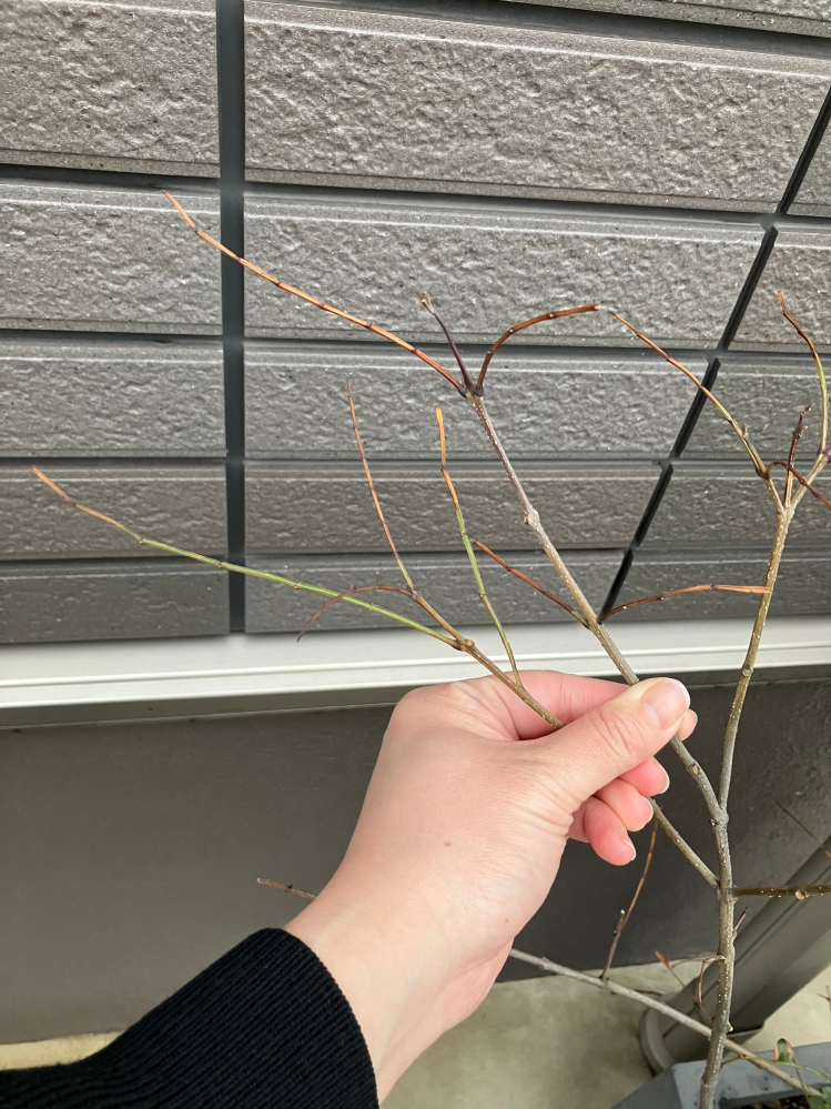 2年目のシマトネリコ、鉢植え、西向き 冬の寒さと長雨で落葉し 枝が茶色になっていました。 触るとポキっと折れてしまいます。 これはもう枯れてしまってますか？ 茶色い部分は切り取った方がいいですか？ 春