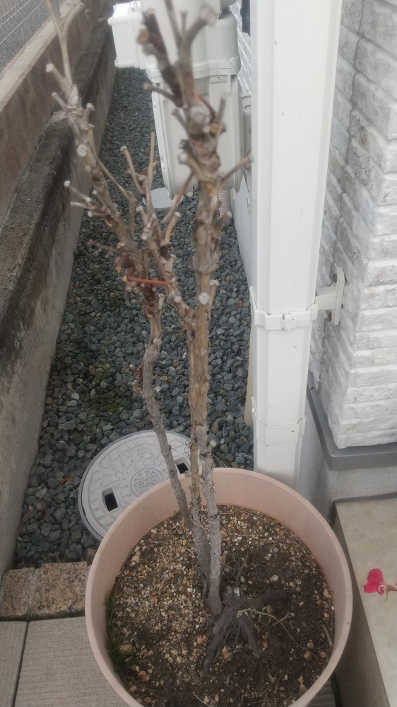 南天について質問です。この南天は枯れて、復活の余地は無い
