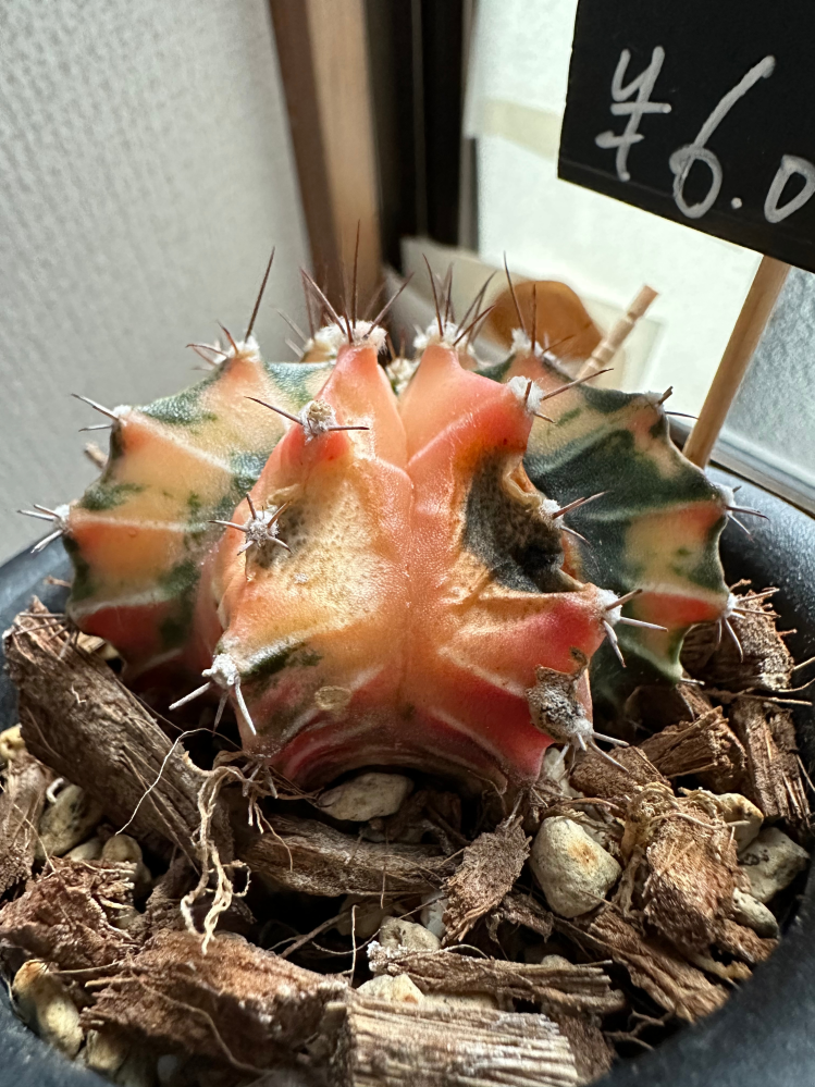 ギムノカリキウムミハノビッチというサボテンを育てていますがここ最近 