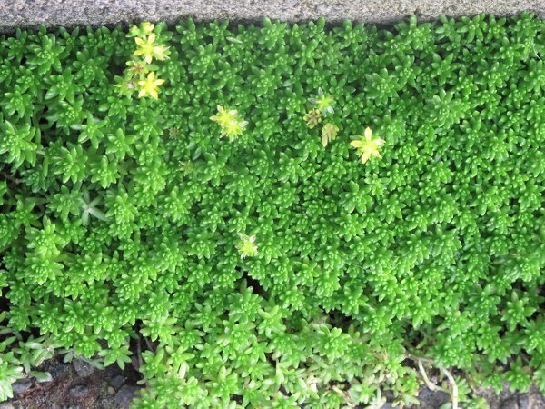 コケ 苔 のような植物の名前を教えてください ブロック塀と道路舗装の５セ Yahoo 知恵袋