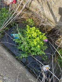 水路に生えているこの植物が何か知りたいです。茎の中は空洞です。クレソンかセリのように見えますが少し違う気がしました。 