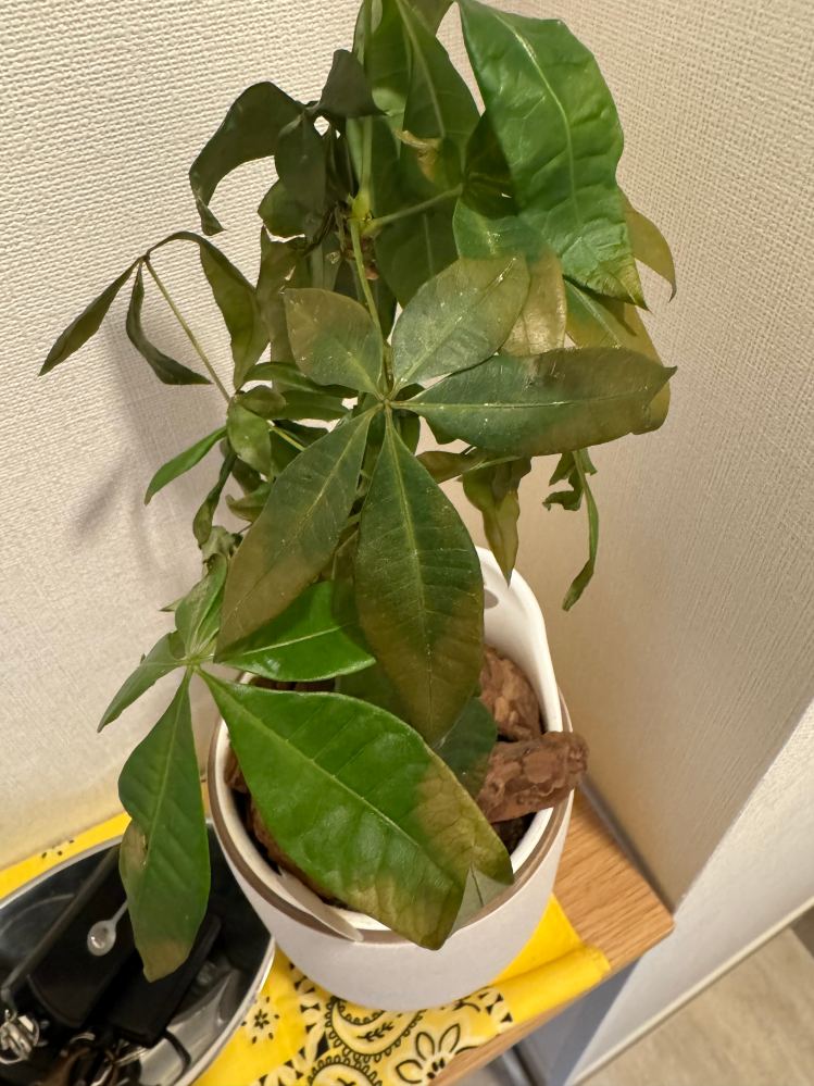 折れたパキラの葉っぱ - 植物/観葉植物