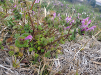 この植物の名前はなんですか？

昔紫のお花の部分を取って蜜を吸っていたのですが、なんという名前の植物なんでしょうか？ 