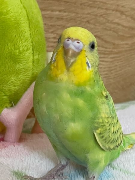 至急お願い致します。セキセイインコスパングルグリーン生後5ヶ月くらいなん... - Yahoo!知恵袋