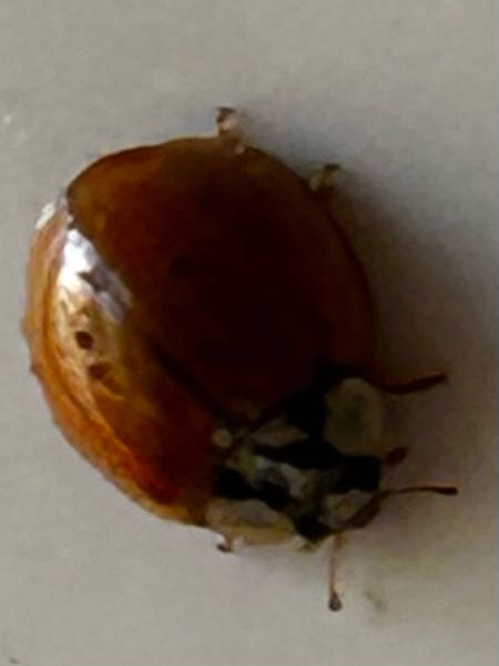 これっててんとう虫ですか？ - ナミテントウ（星なし）だと思います