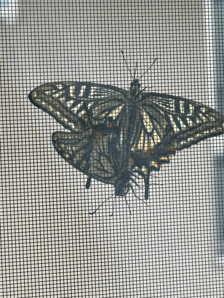 今、部屋の窓に蝶が２匹とまっています。 上下になってかぶさっているのですが、 下の方はもう生きていないように見えます。 上のがずっと何かを訴えかけるように 見てくるのですが、助けてとか言っているのでしょうか。 これを書いている最中に上の蝶も、 風に吹かれるだけになってしまったように 見えます。 これはどういう状況でしょうか。 よく見たら蝶から少し離れた右上に変な虫がいました。